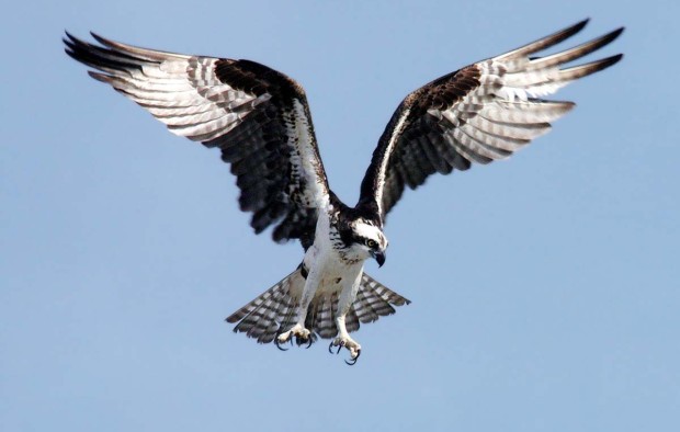 Osprey - Lumle holidays