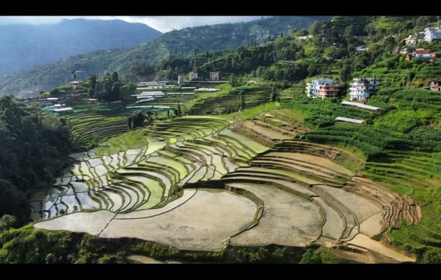 Rice Field Nepal