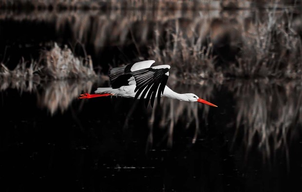 Stork - Lumle holidays