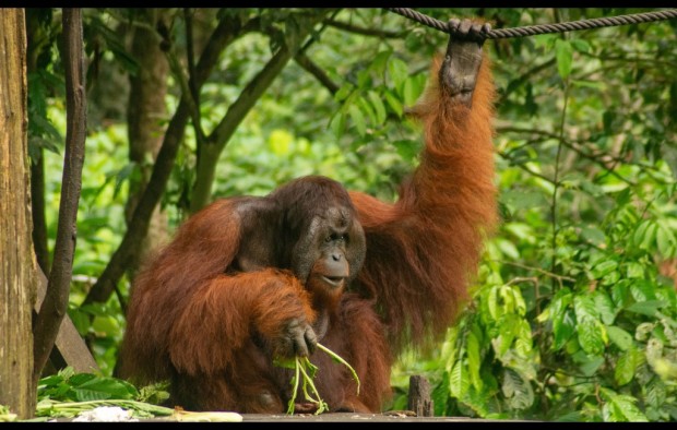 Sumatran orangutan