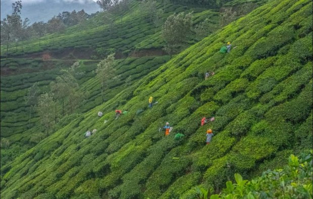 Wayanad India
