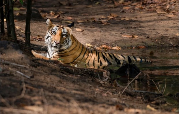 bengal tiger in Bandhavgarh National Park