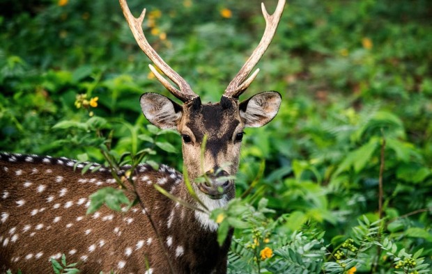 chital