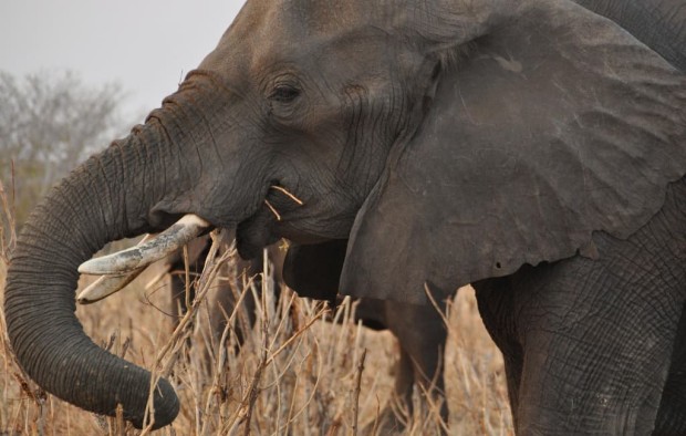 elephant in Maun, Botswana