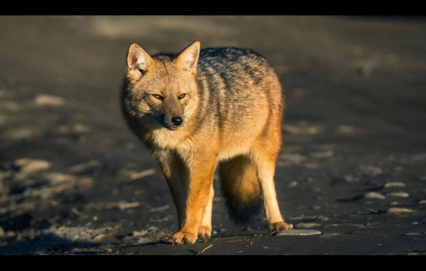 fox in tierre fuega argentina
