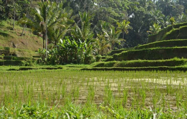 indonesia-ubud