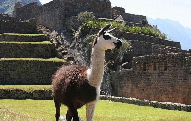 Llama - Lumle holidays