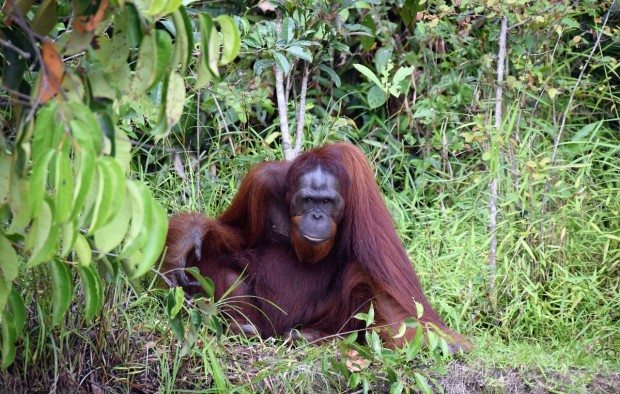 orang-utan