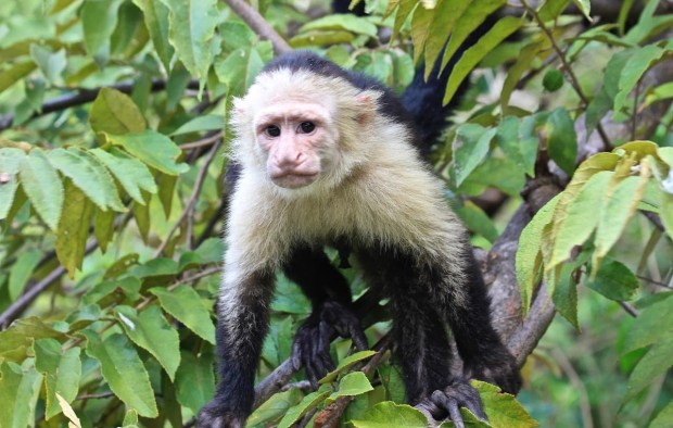 panamanian-white-faced-capuchin