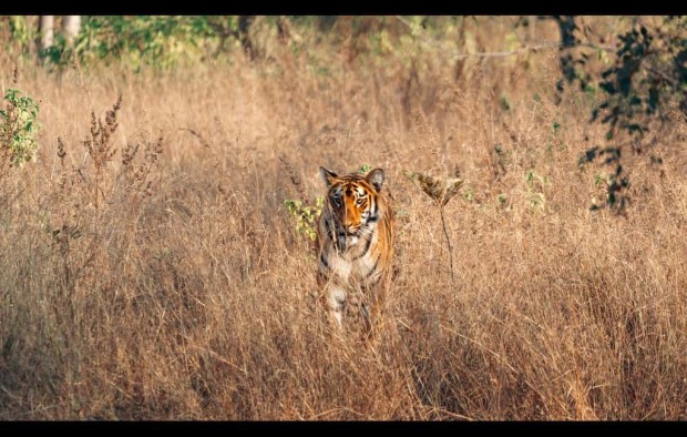 ranthambore