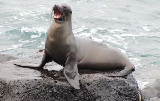 Classic Galapagos & Amazon