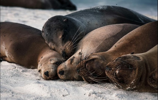sea lions galapagos