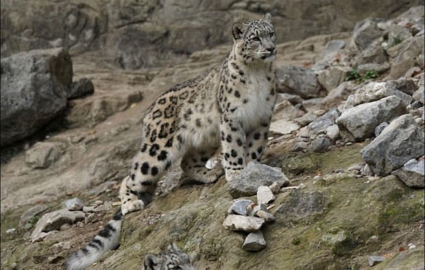 snow leopard in Ladakh