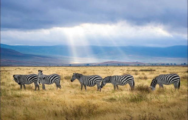 tanzania - zebras