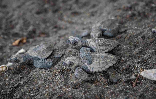 turtle-costa-rica