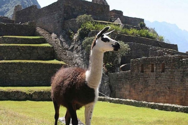 Llama - Lumle holidays