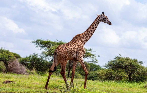 Amboseli National Park - Lumle holidays