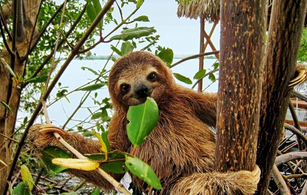 Baby sloth eating mangrove leaf - Lumle holidays