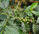 Coffee farming in Tabzania - Lumle holidays