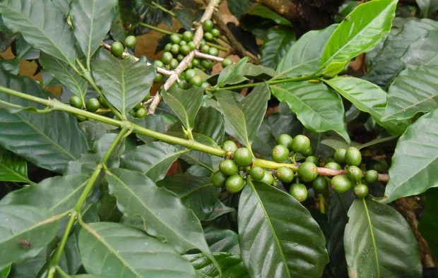 Coffee farming in Tabzania - Lumle holidays