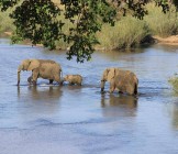 Elephant crossing river - Lumle holidays