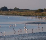 Greater Flamingo - Lumle holidays