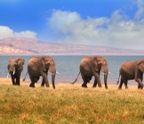 Herd of Elephants walking along the shoreline of Lake Kariba in Zimbabwe - Lumle holidays