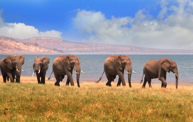 Herd of Elephants walking along the shoreline of Lake Kariba in Zimbabwe - Lumle holidays