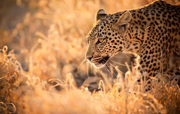 Leopard Walking at Sunset - Lumle holidays