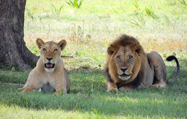 Lions in Tabzania - Lumle holidays