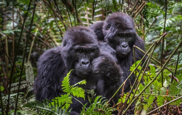 Mountain gorillas in the rainforest - Lumle holidays