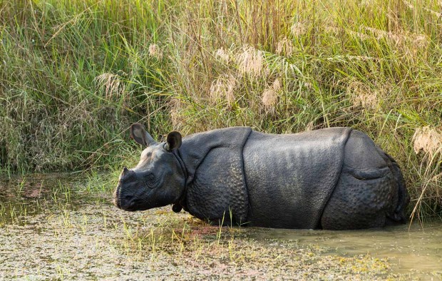 Rhinoceros in Chitwan National  Park, Nepal - Lumle holidays