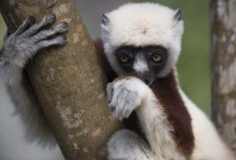 Explore Madagascar