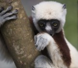 Sifaka lemur on a tree - Lumle holidays