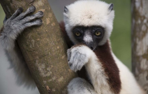 Sifaka lemur on a tree - Lumle holidays