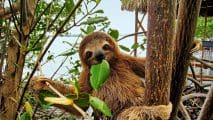 Baby sloth eating mangrove leaf - Lumle holidays