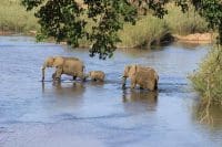 Elephant crossing river - Lumle holidays