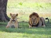 Lions in Tabzania - Lumle holidays